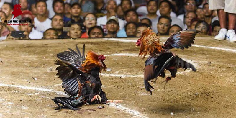 Người dùng mới có thể đăng nhập vào cổng thông tin 2Q Games bằng cách nào? - 2Q