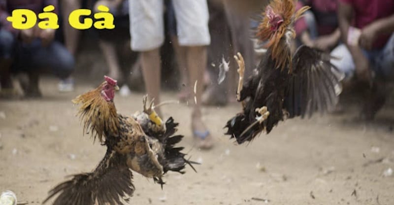 Chương trình khuyến mãi dành cho thành viên mới 89Bet - 89Bet